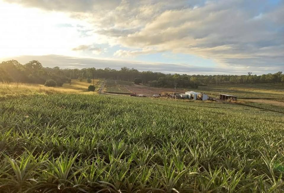 PaynePineapplesPhoto1