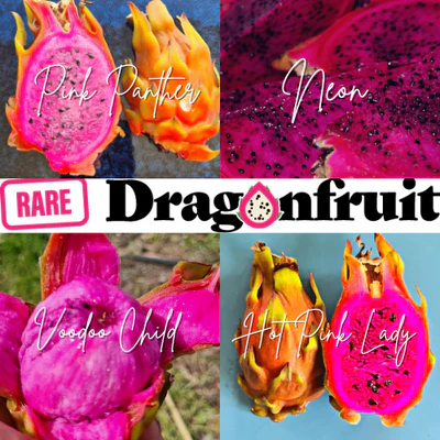 RareDragonFruit2