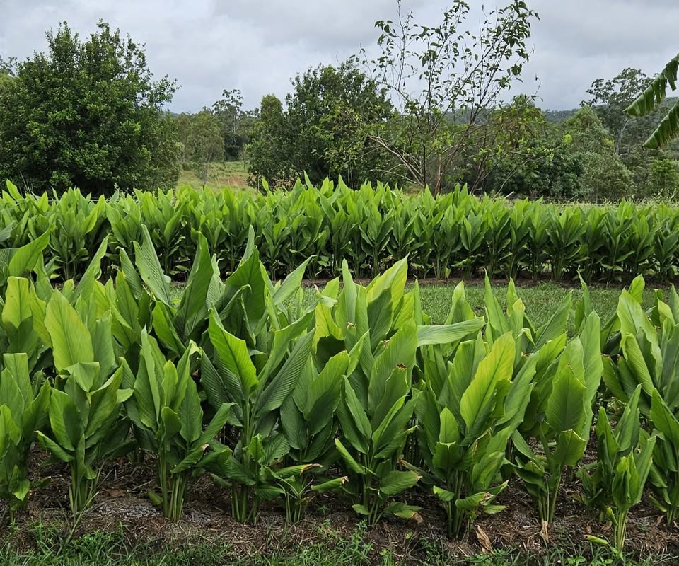 Rosedale Springs Organics Photo1